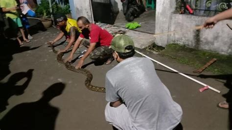 Heboh Ular Sanca 4 Meter Muncul Di Lengkong Serpong Ipol Id