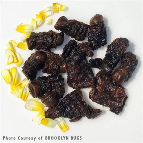 Edible Mopane Worms Edible Insects