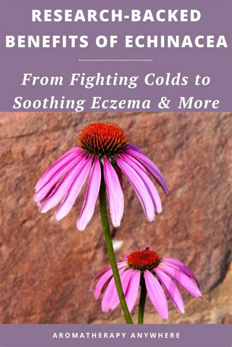 Research Backed Benefits Of Echinacea Boosts Immunity Soothes Eczema