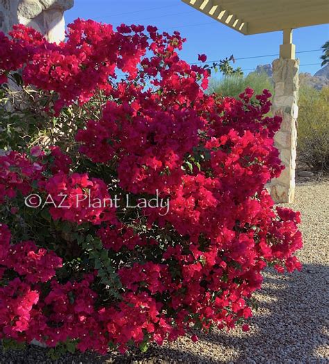 Desert Flower Garden