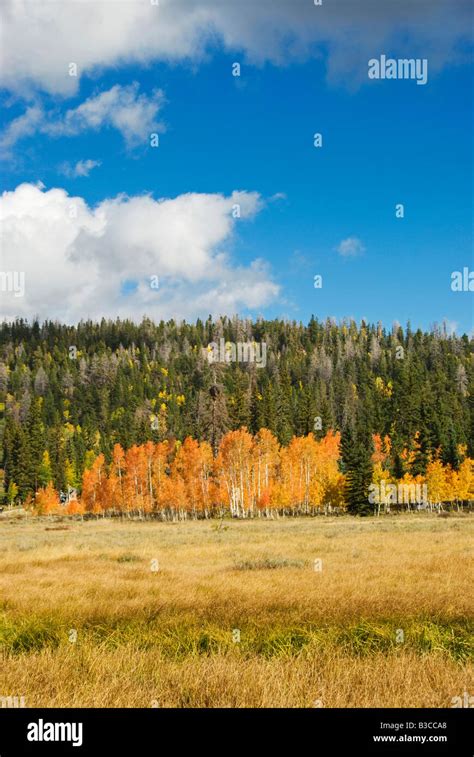 Dixie National Forest fall colors near Cedar Breaks National Monument ...