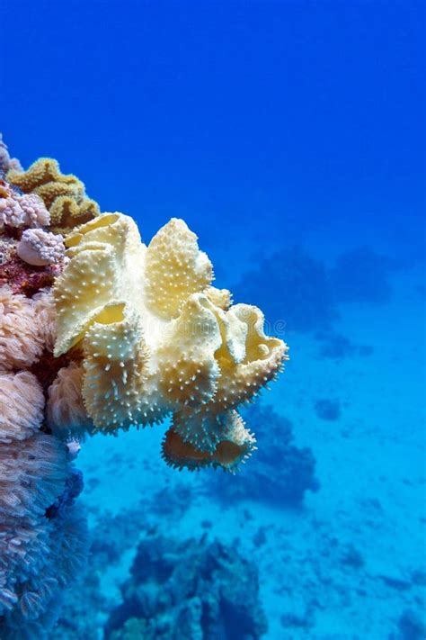 Arrecife De Coral Con Gran Cuero Coralino Suave Amarillo De La Seta En