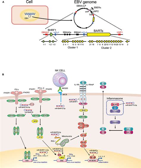 Frontiers Role Of Viral And Host MicroRNAs In Immune Regulation Of