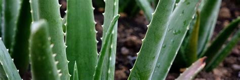 Cómo reconocer la flor del aloe vera Finca Canarias Fincacanarias