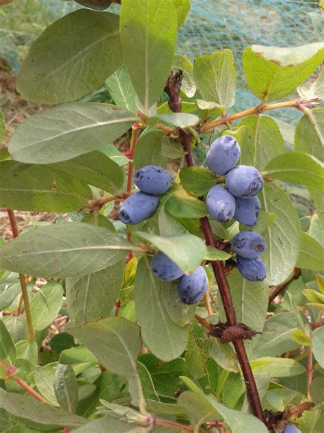 Honingbes Lonicera Caerulea 11 Goede En Smakelijke Rassen Voor Langere