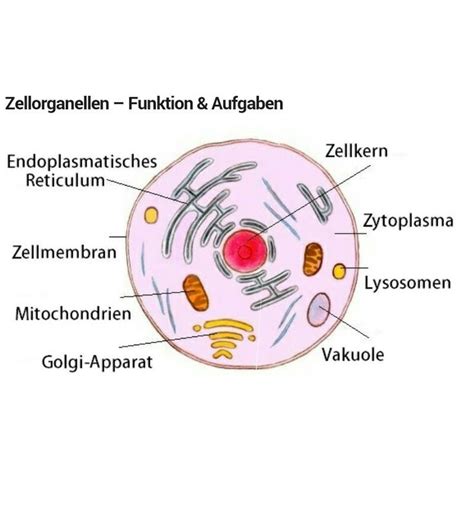 Zellorganellen Anatomie Lernen Anatomie Und Physiologie Biologiestunden