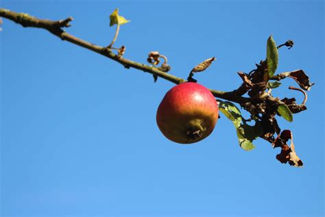 Kostenlose foto Apfel Baum Natur Ast blühen Himmel Frucht