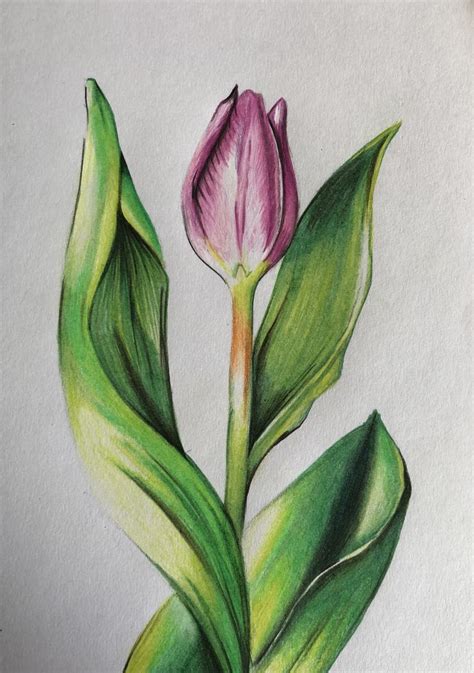 Tulip Flowers Drawing Flower Drawing In Color Pencils 57 OFF