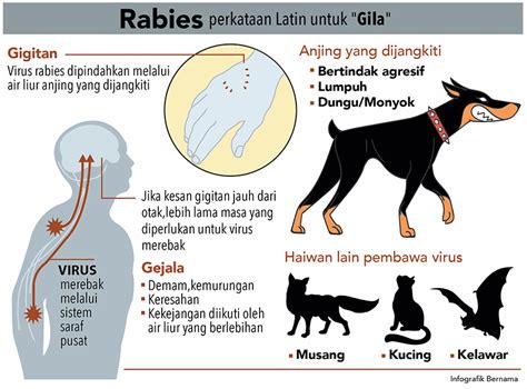 67 Kumpulan Gambar Penyakit Rabies Paling Keren Wallpaper HD