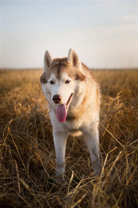 Husky Siberiano Beige Feliz De La Raza Del Perro Con El Tonque Que