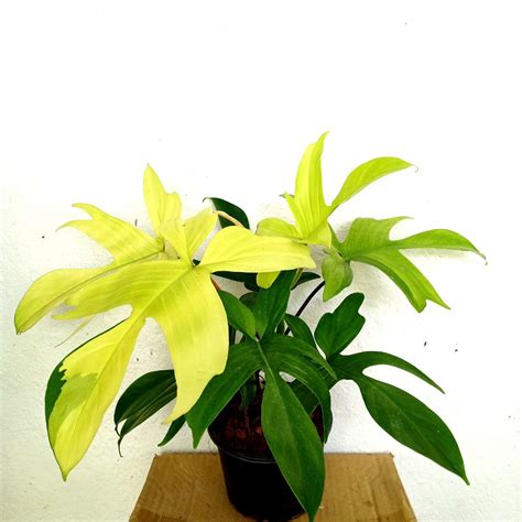 Philodendron Florida Ghost Mint Variegated Furniture Home Living