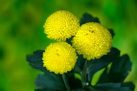 Chrysanthemen Blumen Gelbe Kostenloses Foto Auf Pixabay Pixabay