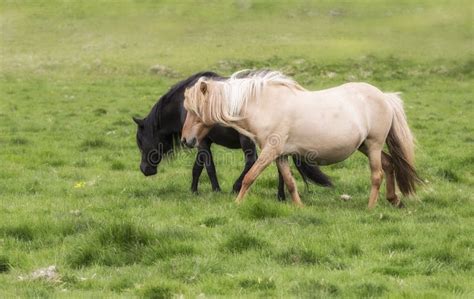 Horse Love, Black and White Stock Image - Image of close, deep: 44875961