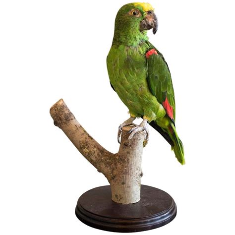 Taxidermy Yellow Crowned Parrot At 1stdibs