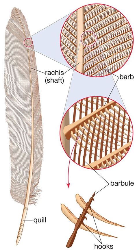 Bird Feather Anatomy Diagram