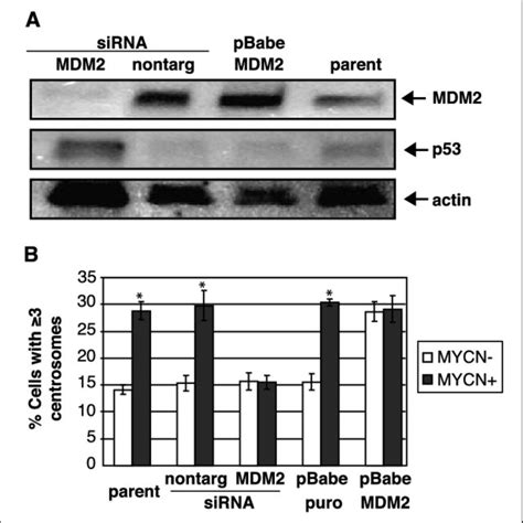 Mdm Knockdown Abolishes Mycn Mediated Centrosome Amplification And