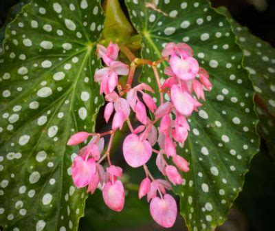 Angel Wing Begonia Care Begonia Coccinea Comprehensive Guide Mr