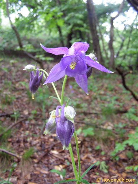 Image Collection Of Wild Vascular Plants Aquilegia Vulgaris