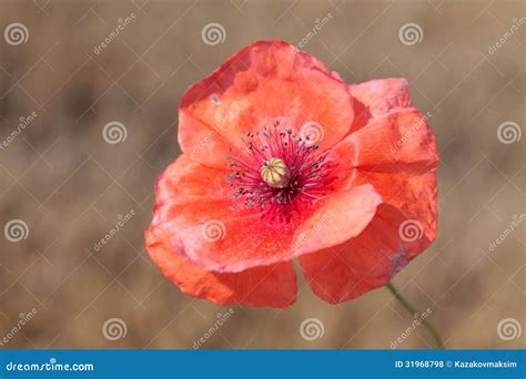 Rhoeas Do Papaver Papoila De Milho Foto De Stock Imagem De Milho