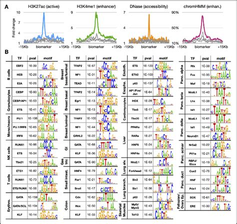 Cell Type Specific Markers As Putative Enhancers A Average ChIP Seq