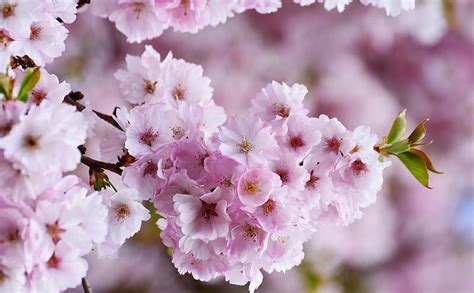 Flor De Cerezo Japonesa Ultra Estaciones Primavera Naturaleza