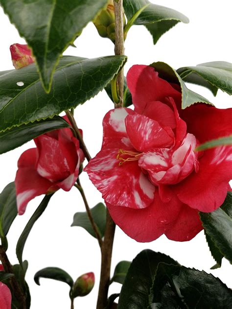 99+ Dwarf Camellia Varieties