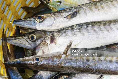 Ikan Barakuda Obtuse Segar Foto Stok Unduh Gambar Sekarang Adiboga