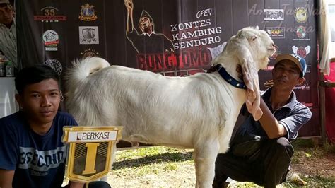 Raja Tega Kambing Senduro Kelas D Jantan Juara Open Kontes Kambing