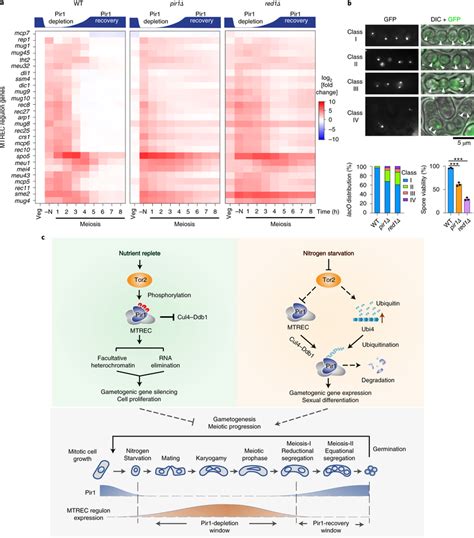 Tor Control Of The Rna Elimination Machinery Coordinates Developmental