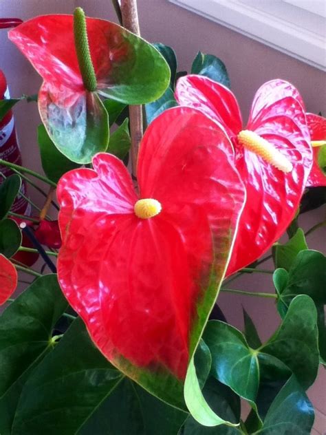 Épinglé par Hershey Chuck sur Anthuriums Plante exotique Fleurs