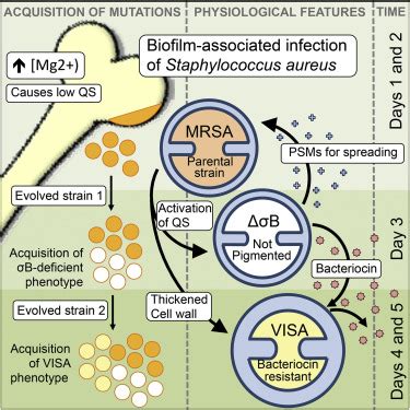 Evolution Of Resistance To A Last Resort Antibiotic In Staphylococcus