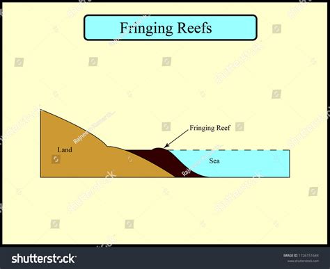 Formation Fringing Reef By Corals Diagram Stock Illustration 1726151644 ...