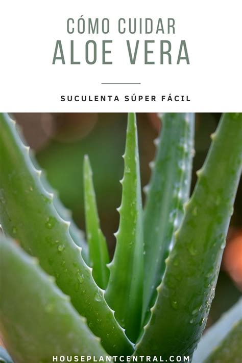 Cómo cuidar un Aloe vera Aloe barbadensis Houseplant Central