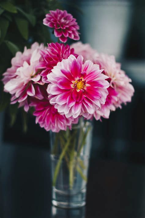 Pink Flowers on the Vase · Free Stock Photo