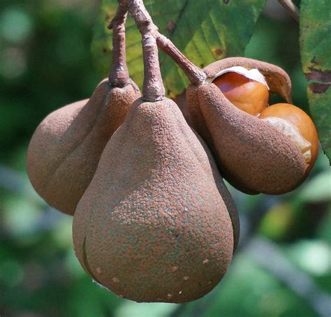 Fotos gratis árbol naturaleza Fruta flor comida Produce nuez