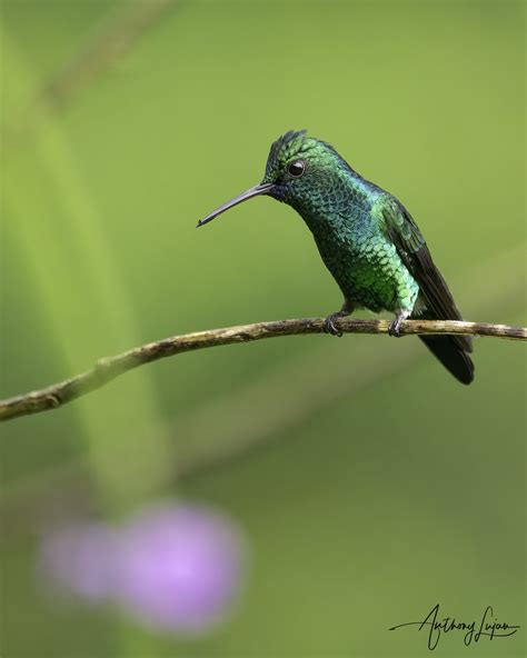 Hummingbirds of Trinidad and Tobago — Anthony Lujan