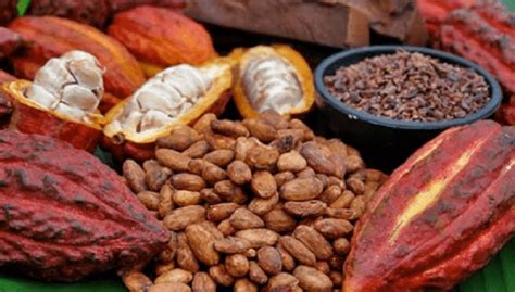 Crecimiento De Las Exportaciones De Cacao En Per C Mara De Comercio