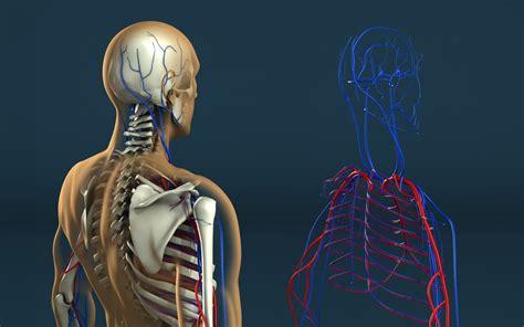 Human Anatomy Wallpapers Top Free Human Anatomy Backgrounds