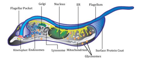 2 Schematic Representation Of The Cellular Organization Of T Brucei