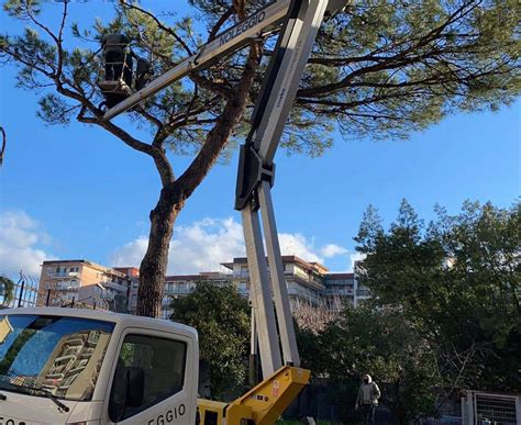 San Giorgio A Cremano Iniziati Gli Interventi Di Potatura Degli Alberi