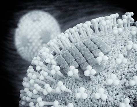 Flu Virus Particles 9 Photograph By Roger Harrisscience Photo Library