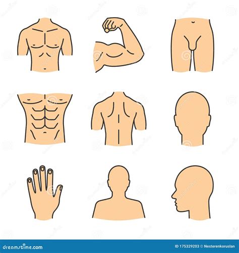 Male Body Parts Color Icons Set Stock Vector Illustration Of Cartoon