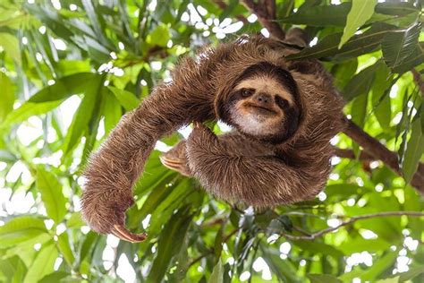 Sloth - Animal Facts for Kids - Characteristics & Pictures