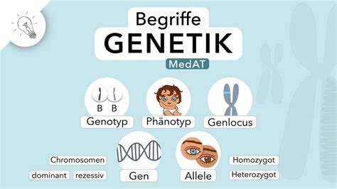 Genetik Begriffe Einfach Erkl Rt Medat Biologie Youtube