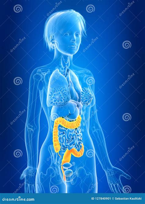 A Females Colon Stock Illustration Illustration Of Females