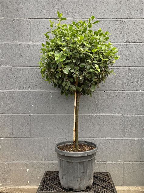 Viburnum tinus 1/2 Standard – Everglades Nurseries