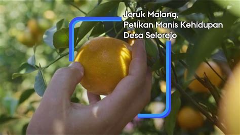 Jeruk Malang Petikan Manis Kehidupan Desa Selorejo Youtube