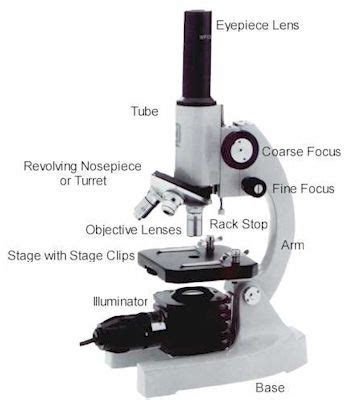 Microscope Parts & Specifications Labeled Diagram | Microscope World ...