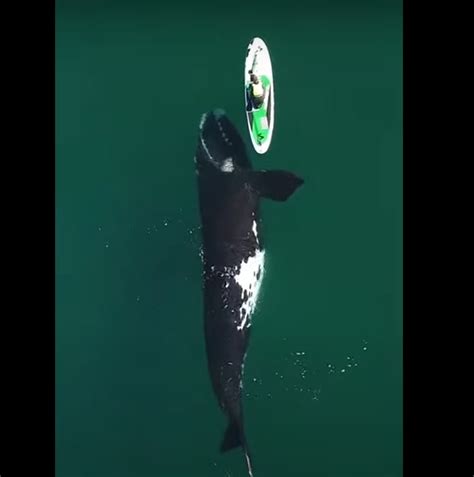 ARGENTINA CONMUEVE AL MUNDO CON EL AVISTAJE DE BALLENAS EN LA PATAGONIA