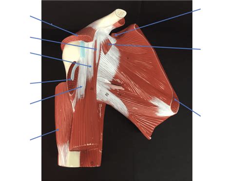 Shoulder Model (Anterior View) Quiz